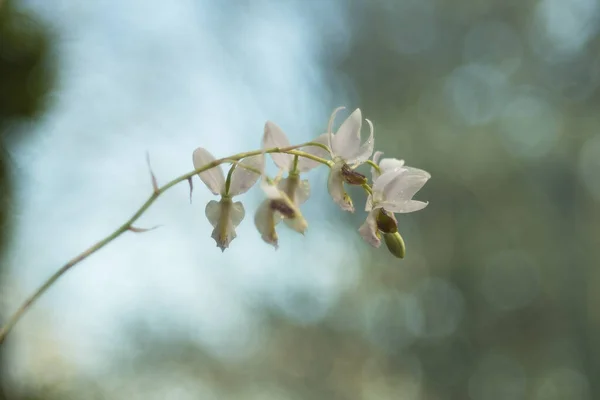 Orchidej Krásná Barevná Květina Fotografie Pěkným Zadkem — Stock fotografie