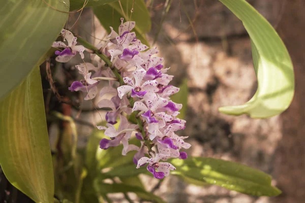 Orchidej Krásná Barevná Květina Fotografie Pěkným Zadkem — Stock fotografie