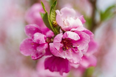 Çiçek açan pembe çiçekler ve meyve bahçesinde şeftali ağaçları.