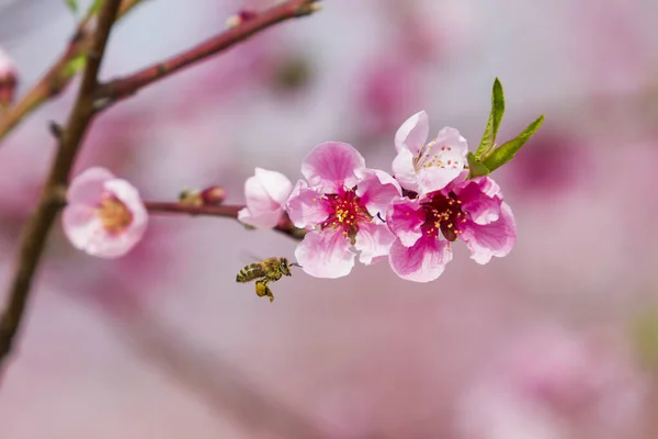 Blooming Pink Peach Flowers Orchard — Stock Photo, Image