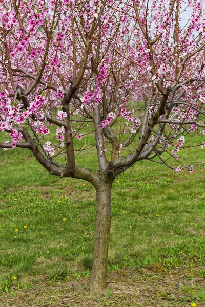 Flori Roz Înfloritoare Piersici Livadă — Fotografie, imagine de stoc