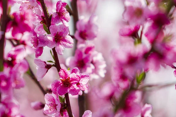 果樹園でピンク桃の花を咲かせる — ストック写真