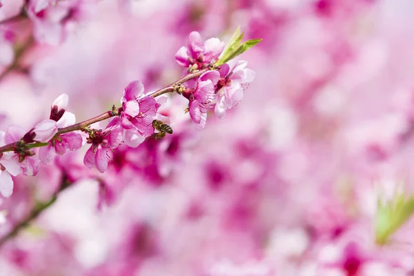 Flori Piersici Roz Înflorite Într Livadă — Fotografie, imagine de stoc
