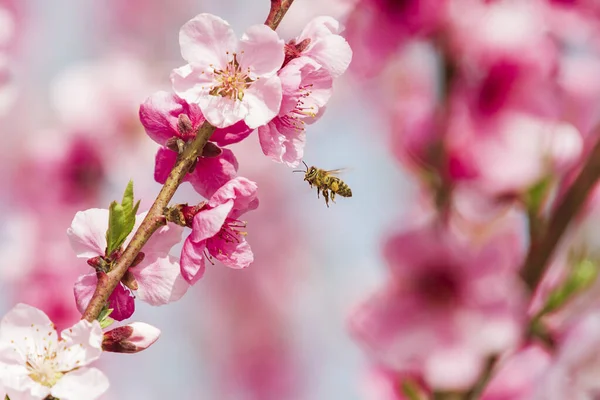 Blooming Pink Peach Flowers Orchard — Stock Photo, Image