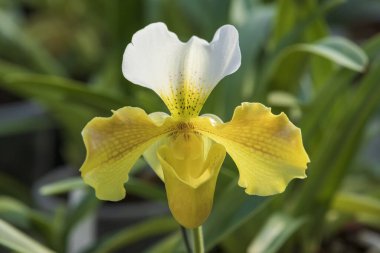 Güzel renkli orkide çiçeği. Güzel bir fotograf.