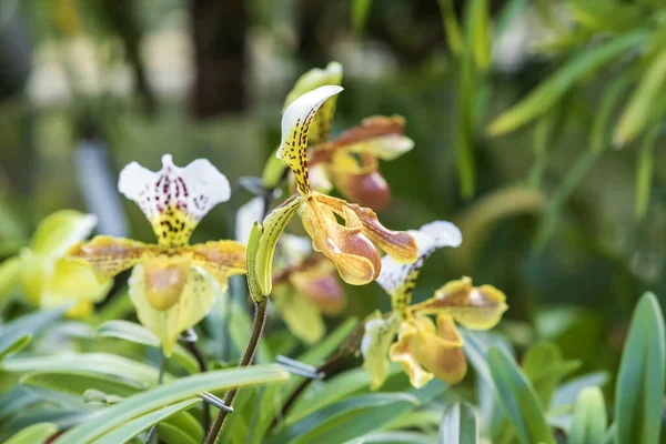 Prachtige Kleurrijke Orchidee Bloemen Foto Met Mooie Bokeh — Stockfoto