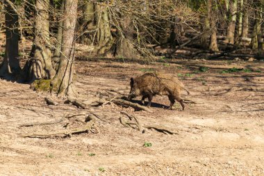 Yaban domuzu - Sus Scrofa - ormanda ve suyun yanında doğal ortamında. Vahşi doğanın fotoğrafı..