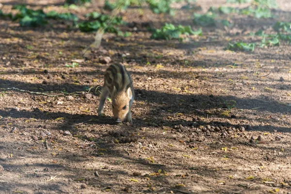 野生野猪 Sus Scrofa 在森林中 在其自然栖息地的水边 野生生物照片 — 图库照片