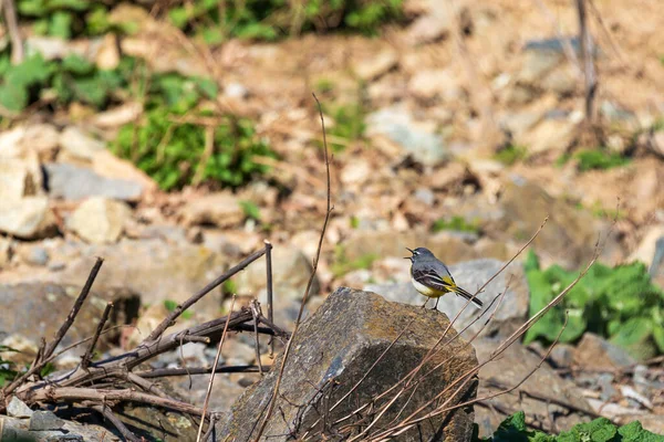 Mountain Wagtail Motacilla Cinerea Невеликі Птахи Відкритим Дзьобом Сидять Камені — стокове фото