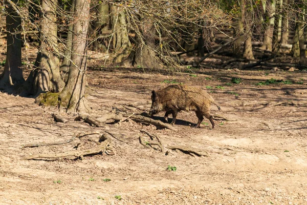 Wildschweine Sus Scrofa Wald Und Wasser Seinem Natürlichen Lebensraum Foto — Stockfoto