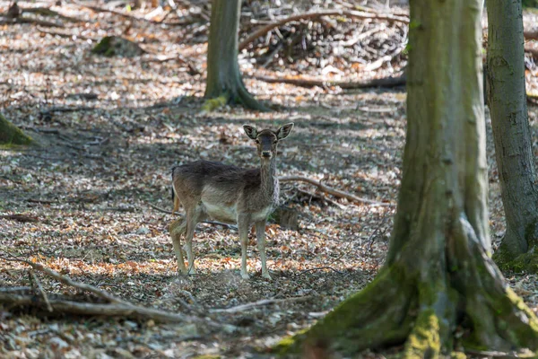 木々の間には落葉樹の森の中に若い子鹿が立っている 野生写真 — ストック写真