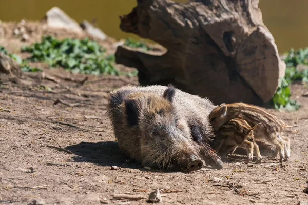 Divočák Sus Scrofa Lese Vody Svém Přirozeném Prostředí Fotografie Divoké — Stock fotografie