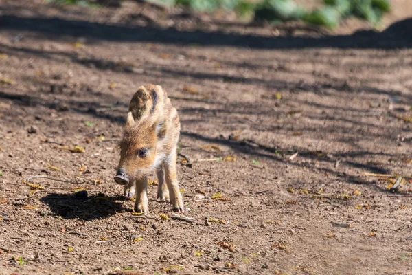 Cinghiale Sus Scrofa Nella Foresta Dall Acqua Nel Suo Habitat — Foto Stock