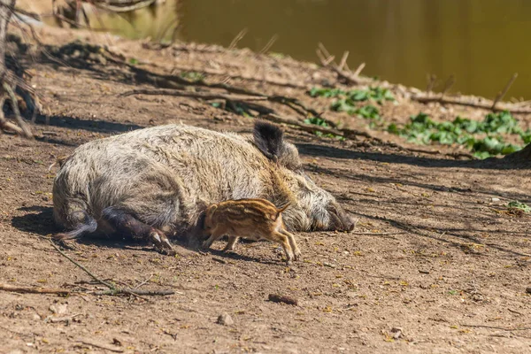 Wildschweine Sus Scrofa Wald Und Wasser Seinem Natürlichen Lebensraum Foto — Stockfoto