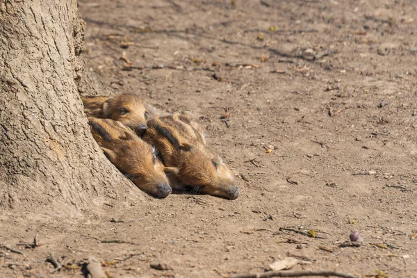 Dzik Sus Scrofa Lesie Nad Wodą Jego Naturalnym Środowisku Zdjęcie — Zdjęcie stockowe