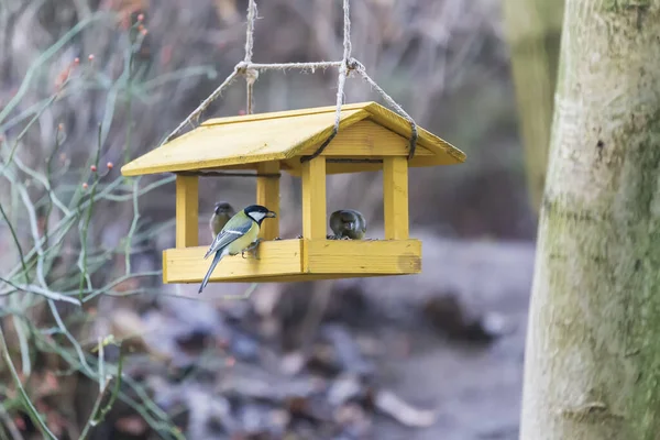 Mangeoire Accrochée Arbre Est Parus Tit — Photo