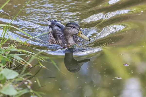 アヒルは水の上に浮かび その反射が見えます — ストック写真