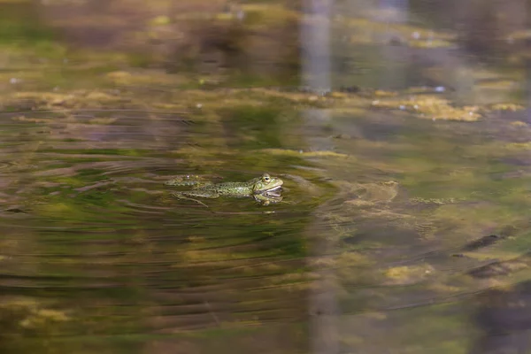 Bufo Bufo Toad Heated Surface Reservoir Reflection Water — Stock Photo, Image