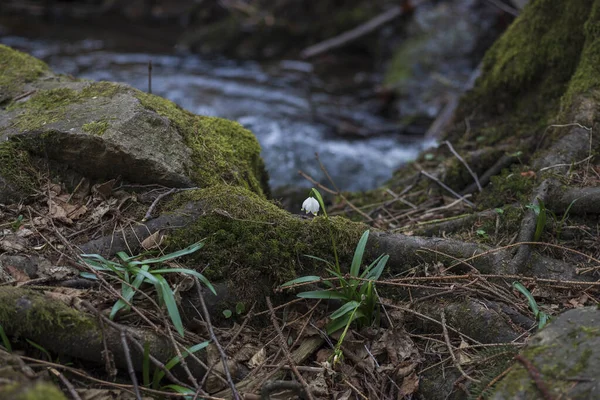 Snöflinga Leucojum Aestivum Vacker Vit Blomma Äng Dalen Foto Har — Stockfoto