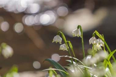Kar tanesi - Leucojum aestivum - Vadideki çayırda güzel beyaz çiçekler. Fotoğrafta çok güzel bokeh var..