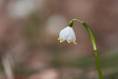 Kar tanesi - Leucojum aestivum - Vadideki çayırda güzel beyaz çiçek. Fotoğrafta çok güzel bokeh var..
