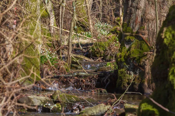 Sněhová Vločka Leucojum Aestivum Krásná Bílá Květina Louce Údolí Fotografie — Stock fotografie