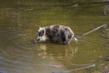 Yaban domuzu - Sus scrofa - doğal ortamında yiyecek arayan bir köpek yavrusu. Vahşi doğa fotoğrafları..
