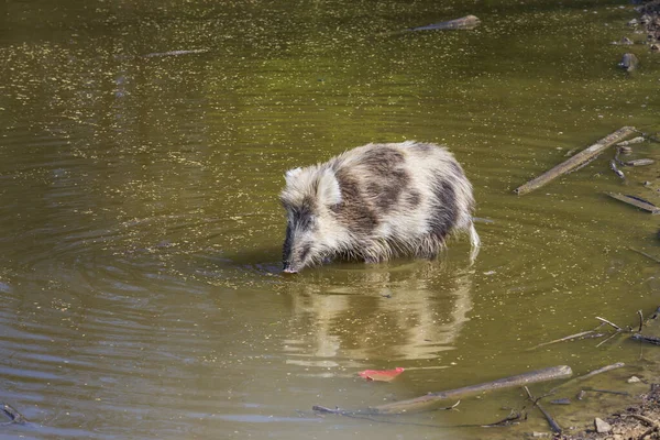 Jabalí Sus Scrofa Cachorro Agua Estanque Que Busca Alimento Hábitat — Foto de Stock