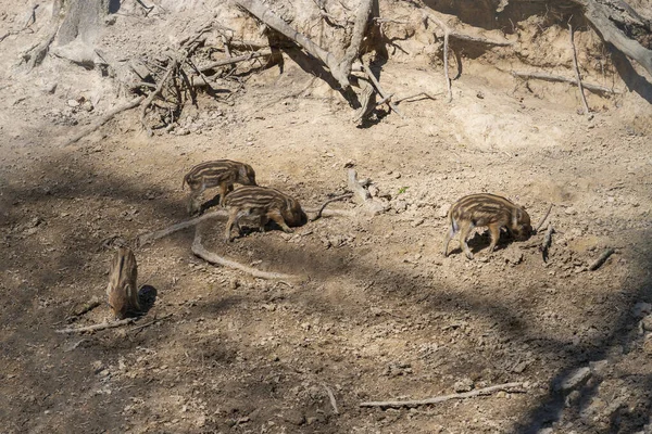 Cinghiale Sus Scrofa Giovane Nella Foresta Nel Suo Habitat Naturale — Foto Stock