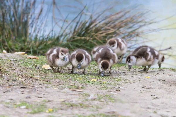 Grupo Hermosos Patitos Están Junto Estanque Buscando Comida —  Fotos de Stock