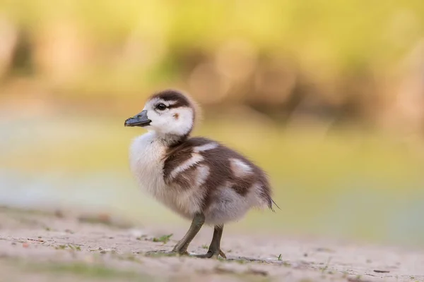 Bardzo Mała Kaczka Spaceruje Łące Zdjęcie Jasne Tło Ładny Bokeh — Zdjęcie stockowe