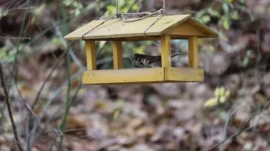 Parus ve Passer kuş yemliğiyle uçar ve ayçiçeğini alır..