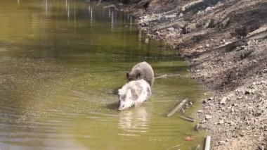 Yaban domuzu Sus Scrofa ormanda ve suyun yanında doğal ortamında banyo yapar. Vahşi doğanın videosu.