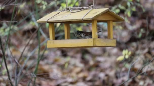 Parus Passer Kuş Yemliğiyle Uçar Ayçiçeğini Alır — Stok video