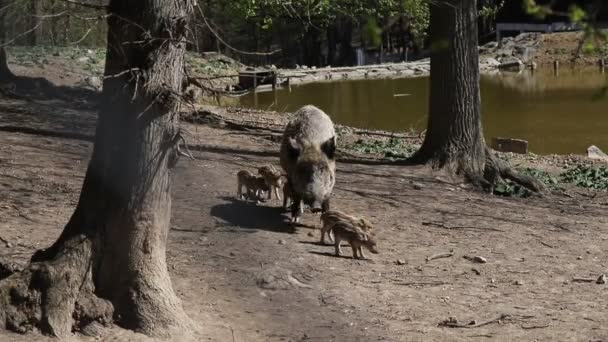 Cinghiale Sus Scrofa Una Femmina Che Conduce Piccoli Maialini Video — Video Stock