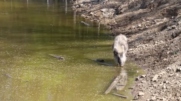 野生のイノシシ スクロファ 森の中とその自然の生息地の水で入浴します 野生からのビデオ — ストック動画