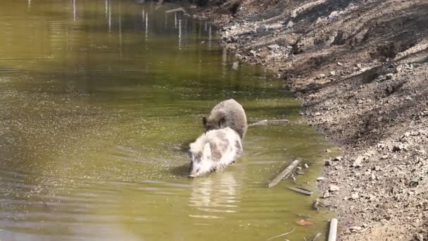 野生のイノシシ スクロファ 森の中とその自然の生息地の水で入浴します 野生からのビデオ — ストック動画