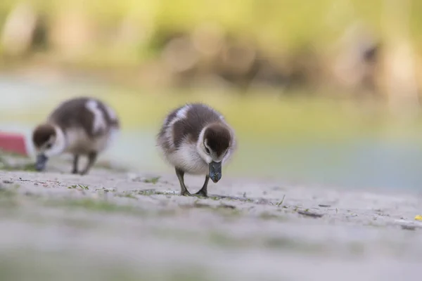 Jóvenes Grandes Gansos Anser Anser Junto Estanque Foto Naturaleza Salvaje —  Fotos de Stock