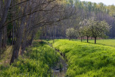 Orman ağaçlarıyla kaplı nehir manzarası. Etrafta yeşil çimenler ve çiçek açan elma ağaçları var..