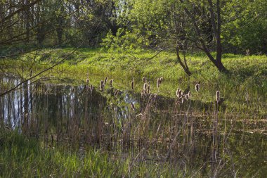 Sazlıkların yetiştiği bir göletin bahar manzarası. Çevreleyen ağaçlar gölet suyuna yansıyor. Güzel bir fotograf..