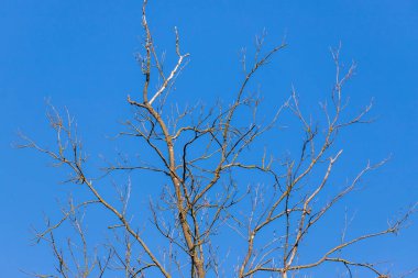 Kuru bir ağacın tepesine bahar manzarası. Arka planda bulutsuz mavi bir gökyüzü var.