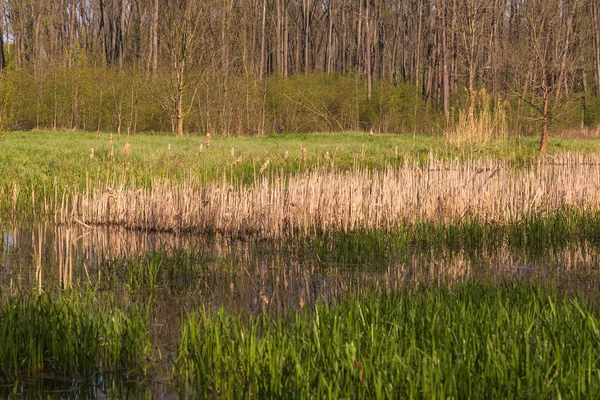 Frühling Blick Auf Einen Teich Schilf Wächst Die Umliegenden Bäume — Stockfoto