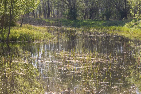 葦が育つ池の春景色 周囲の木々は池の水に反射している 素敵なボケで写真 — ストック写真