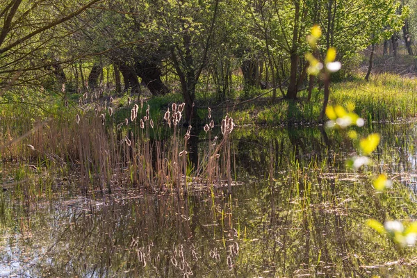 葦が育つ池の春景色 周囲の木々は池の水に反射している 素敵なボケで写真 — ストック写真