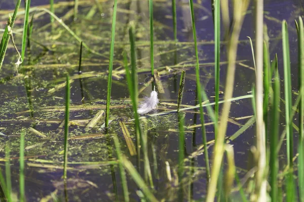 Weiße Feder Auf Dem Teichwasser Schilf Wächst Auf Dem Teich — Stockfoto