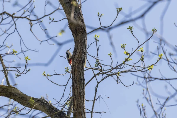 Ένα Κορμό Δέντρου Είναι Ένα Spotted Woodpecker Γαλάζιος Ουρανός Είναι — Φωτογραφία Αρχείου