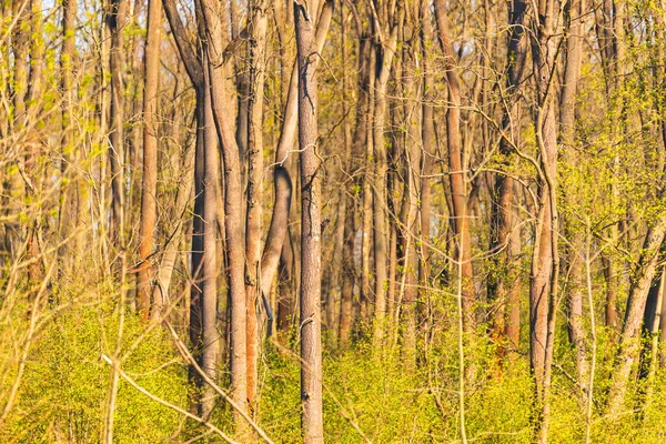 Дерев Яні Стовбури Лісі Одному Стовбурі Маленький Чорний Дятел — стокове фото