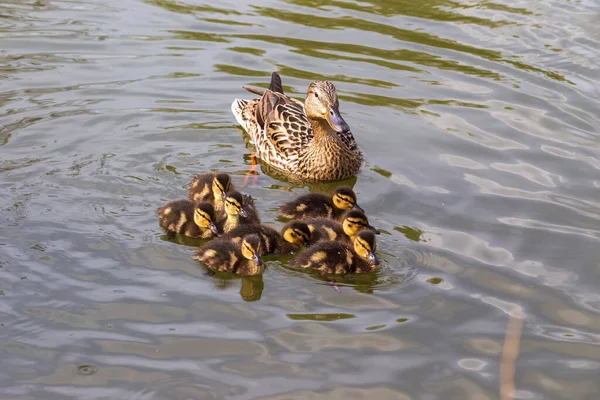 Flock Little Ducklings Swim Supervision Large Duck Pond Photo Wild — Stock Photo, Image