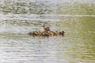 Ördek gölette yüzüyor ve etrafında küçük ördekler var. Vahşi doğanın fotoğrafı..