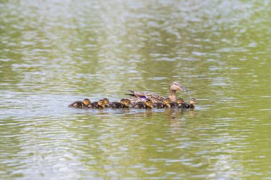 Ördek gölette yüzüyor ve etrafında küçük ördekler var. Vahşi doğanın fotoğrafı..